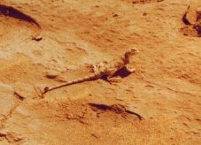 Ausgrabung009-03_Isin-1976_Echse.JPG
