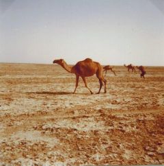 Ausgrabung015-A-02_Isin-1976_Kamele.JPG