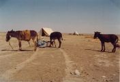 Ausgrabung023-04_Isin-1976.JPG